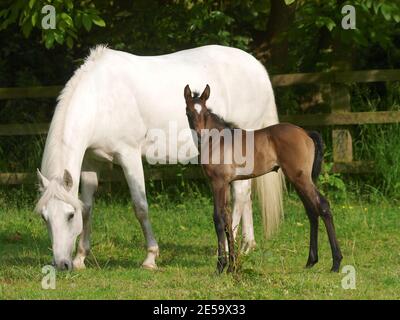 Eine schöne Stute und Fohlen zusammen in einem Paddock. Stockfoto