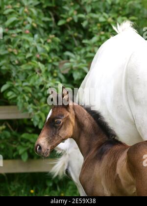 Eine schöne Stute und Fohlen zusammen in einem Paddock. Stockfoto