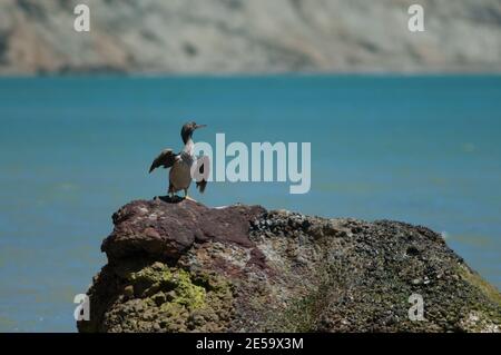 Pied Shag Phalacrocorax varius Trocknen. Cape Kidnappers Gannet Reserve. Nordinsel. Neuseeland. Stockfoto