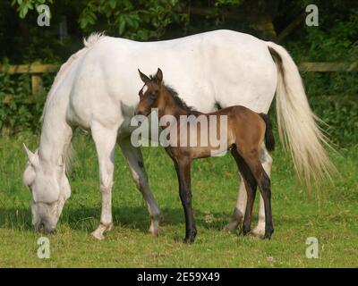 Eine schöne Stute und Fohlen zusammen in einem Paddock. Stockfoto