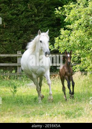 Eine schöne Stute und Fohlen zusammen in einem Paddock. Stockfoto