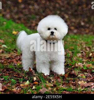 Bichon Frise Hund Stockfoto