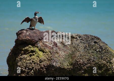 Pied Shag Phalacrocorax varius Trocknen. Cape Kidnappers Gannet Reserve. Nordinsel. Neuseeland. Stockfoto