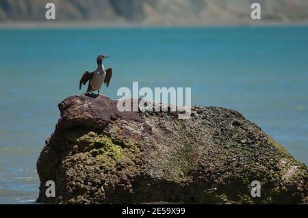 Pied Shag Phalacrocorax varius Trocknen. Cape Kidnappers Gannet Reserve. Nordinsel. Neuseeland. Stockfoto