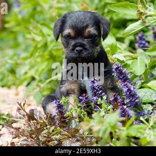 Border Terrier Welpe Hund Stockfoto