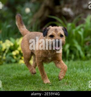 Border Terrier Hund Stockfoto