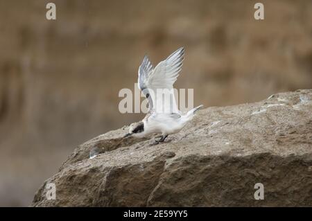 Seeschwalbe Sterna striata. Jugendliches Stretching. Cape Kidnappers Gannet Reserve. Nordinsel. Neuseeland. Stockfoto