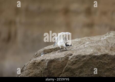 Seeschwalbe Sterna striata. Jugendliches Stretching. Cape Kidnappers Gannet Reserve. Nordinsel. Neuseeland. Stockfoto