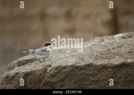 Seeschwalbe Sterna striata. Jugendlich. Cape Kidnappers Gannet Reserve. Nordinsel. Neuseeland. Stockfoto