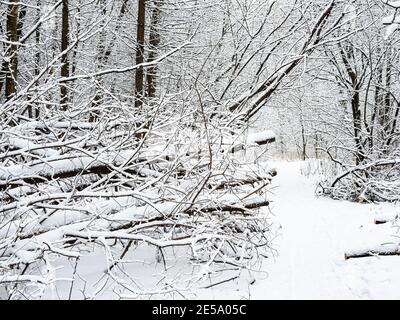 Pfad in der Nähe von schneebedeckten umgestürzten Bäumen im verschneiten Stadtpark Wintertag bedeckt Stockfoto