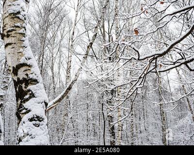 Schneebedeckte Birken und Eichenzweige im Stadtpark auf Wintertag bedeckt Stockfoto