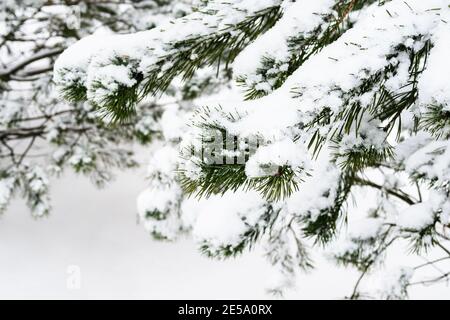 Verschneiten Zweig der Kiefer aus der Nähe auf den bewölkten Winter Tag (Fokus auf den Zweig im Vordergrund) Stockfoto