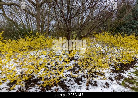 Gelbe Hexenhasel, Hamamelis x intermedia 'Pallida', blühende Bäume in RHS Garden, Wisley, Surrey, Südostengland, im Winter mit Schnee Stockfoto