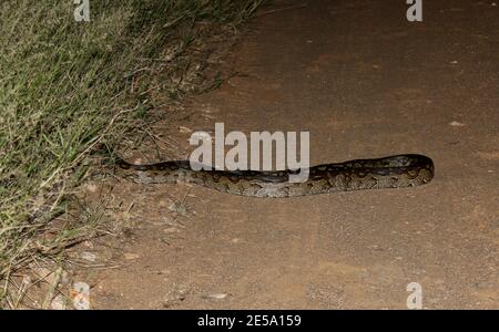 African Rock Python dreht sich im Marloth Park, Südafrika, wieder in die Büsche Stockfoto
