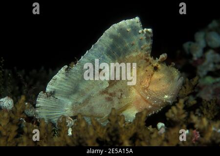 Taenianotus triacanthus, Blattsorpionfisch, Schaukelfisch, Stockfoto