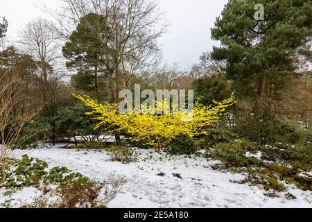 Gelbe Hexenhasel, Hamamelis x intermedia 'Pallida', blühend in RHS Garden, Wisley, Surrey, Südostengland, im Winter an einem verschneiten Tag Stockfoto