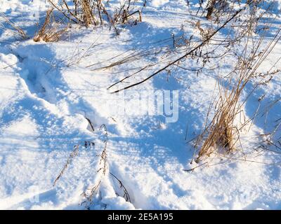 Schneebedeckte Wiese mit getrocknetem Gras im Stadtpark beleuchtet von Sonne am sonnigen Wintertag Stockfoto