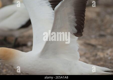 Detail der Australasian Gannet Morus Serrator beim Flug. Plateau Colony. Cape Kidnappers Gannet Reserve. Nordinsel. Neuseeland. Stockfoto