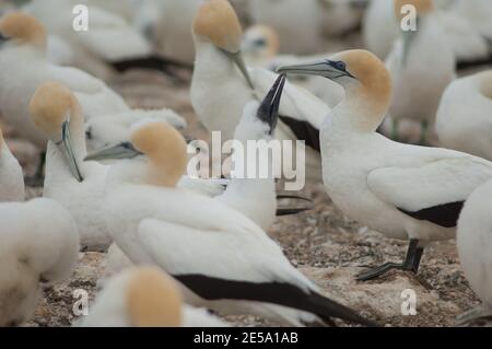 Australasian Tölpel Morus serrator. Küken bitten um Essen. Plateau Colony. Cape Kidnappers Gannet Reserve. Nordinsel. Neuseeland. Stockfoto