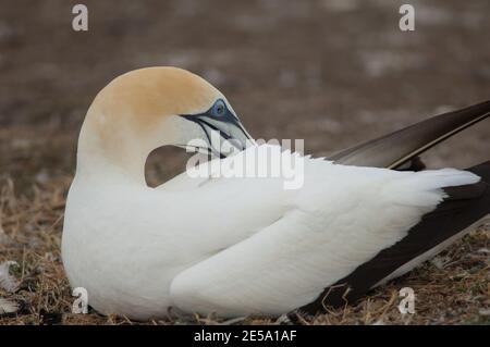 Australasian Gannet Morus serrator preening. Plateau Colony. Cape Kidnappers Gannet Reserve. Nordinsel. Neuseeland. Stockfoto