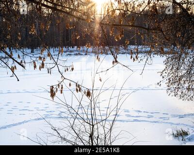 Sonnendurchflutete getrocknete Samen von Ahornbaum und schneebedeckten gefrorenen Fluss Im Stadtpark von untergehenden Sonne in der Winterdämmerung beleuchtet (Konzentrieren Sie sich auf die Samen in der Stirn Stockfoto
