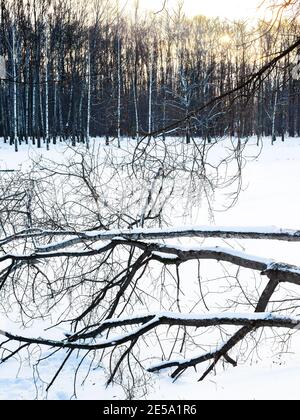 Umgestürzte Bäume am Ufer des schneebedeckten gefrorenen Flusses in der Stadt parken Sie in der Winterdämmerung Stockfoto