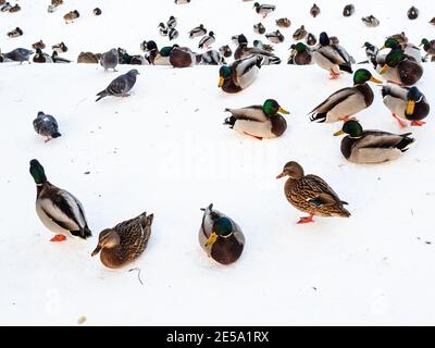 Schar von Enten, Drakes und Tauben an den Ufern von schneebedeckten und gefrorenen Fluss iin Stadtpark n Winter Dämmerung Stockfoto