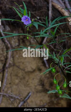 Kängurupfel Solanum laciniatum mit Blüten und Beeren. Stewart Island. Neuseeland. Stockfoto