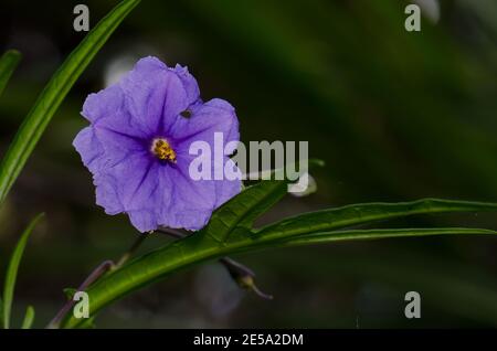 Blume und Blätter des Kängurupfels Solanum laciniatum. Stewart Island. Neuseeland. Stockfoto