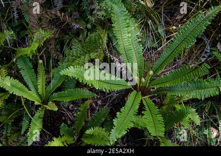 Kronenfarne Lomaria verfärben sich. Stewart Island. Neuseeland. Stockfoto