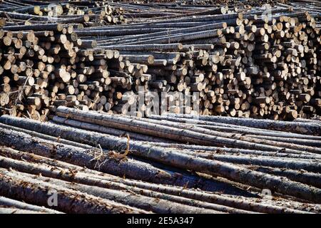 Riesige Stapel von Rundholz (Holzstapel, Tanne) im Mischwaldgebiet Europas Stockfoto