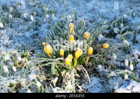 Gelbe Krokusse Krokus bedeckt mit eisigen Frost aus einem Rasen im Januar 2021 kaltes Winterwetter Carmarthenshire Wales UK KATHY DEWITT Stockfoto