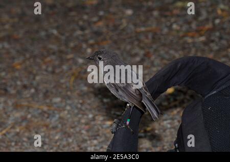 Stewart Island Robin Petroica australis rakiura auf einem Rucksack. Ulva Island. Rakiura Nationalpark. Neuseeland. Stockfoto