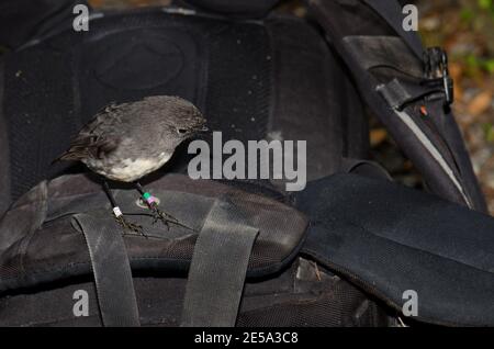 Stewart Island Robin Petroica australis rakiura auf einem Rucksack. Ulva Island. Rakiura Nationalpark. Neuseeland. Stockfoto