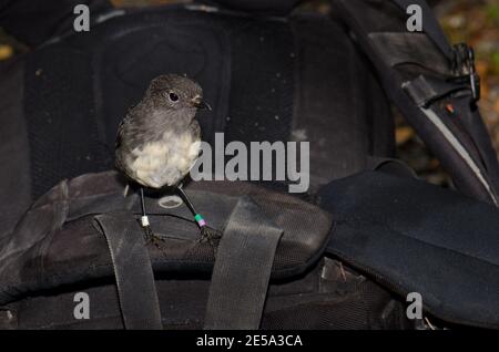 Stewart Island Robin Petroica australis rakiura auf einem Rucksack. Ulva Island. Rakiura Nationalpark. Neuseeland. Stockfoto