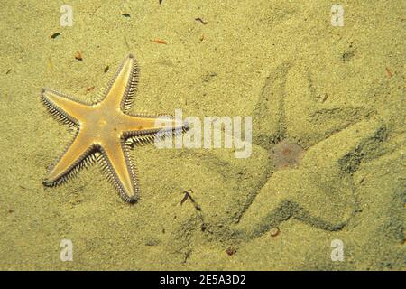 Astropecten platyacanthus, mediterraner Sandstern, sich selbst begraben, Mittelmeer-Kammssestern, beim Eingraben Stockfoto