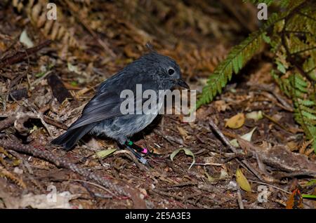 Stewart Island Robin Petroica australis rakiura. Ulva Island. Rakiura Nationalpark. Neuseeland. Stockfoto