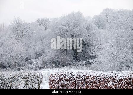 Blick auf einen schwarzen Baumstamm und Äste in schöner Weiß verschneiten Wetter Landschaft & Buche Hecke im Garten Winter Wales Großbritannien KATHY DEWITT Stockfoto