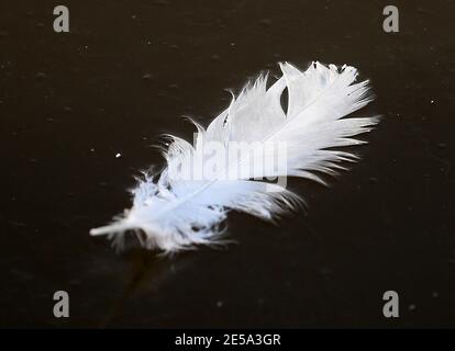 Eine gefrorene Feder, die in einem gefrorenen Teich bei den Wasserwerken eingeschlossen ist Teich im Norden von Belfast Bild Mal McCann Stockfoto