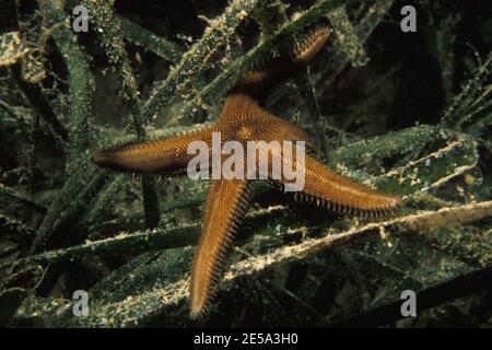 Astropecten spinulosus, schlanker Sandstern, Klletter-Kammssestern Stockfoto