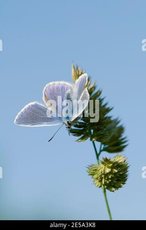 Männlicher blauer Schmetterling, Polyommatus icras, mit offenen Flügeln auf einem Grasstamm in Chilton, Oxfordshire, 2. Juni 2010. Stockfoto