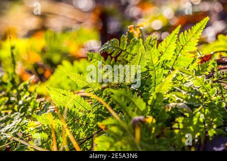 Unter dem Dach des Herbstwaldes. Bracken (Pteris aquilina) Gametophyte, Farnzweig sind mit Sonnenlicht durchdrungen mit Sporen auf der Rückseite des V Stockfoto