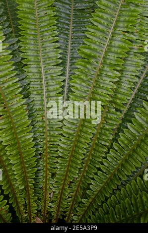 Die Wedel des Kronfarns Lomaria verfärben sich. Ulva Island. Rakiura Nationalpark. Neuseeland. Stockfoto