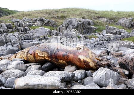 Verfaulte Minke-Walkarkasse auf der Isle of Mull, Innere Hebriden von Schottland Stockfoto