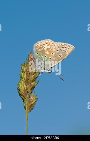 Männlicher blauer Schmetterling, Polyommatus icras, auf einem Grasstamm in Chilton, Oxfordshire, 2. Juni 2010. Stockfoto