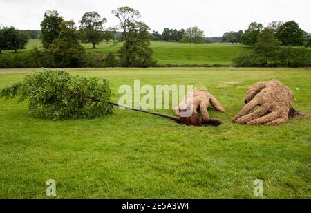 Zwei riesige Heuhände Pflanzen eine Eiche hinter den Kulissen, RHS Chatsworth 2017, Show Garden Stockfoto