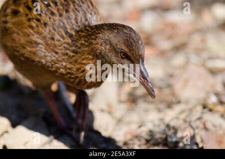 Steward Island weka Gallirallus australis scotti. Boulder Beach. Ulva Island. Rakiura Nationalpark. Neuseeland. Stockfoto