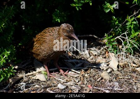 Steward Island weka Gallirallus australis scotti. Boulder Beach. Ulva Island. Rakiura Nationalpark. Neuseeland. Stockfoto