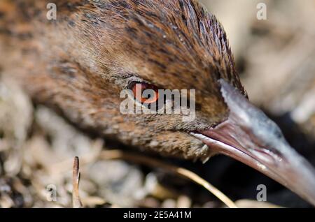 Steward Island weka Gallirallus australis scotti. Boulder Beach. Ulva Island. Rakiura Nationalpark. Neuseeland. Stockfoto