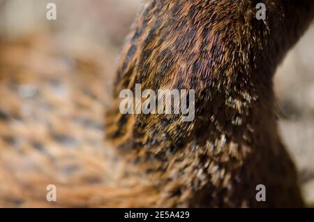 Hals einer Steward Island weka Gallirallus australis scotti. Boulder Beach. Ulva Island. Rakiura Nationalpark. Neuseeland. Stockfoto